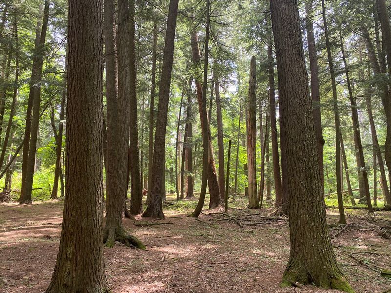 Leave Room For The Forest To Grow Old Leave Room For The Forest To Grow Old