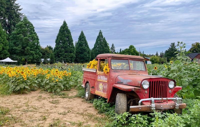 Lee Farms