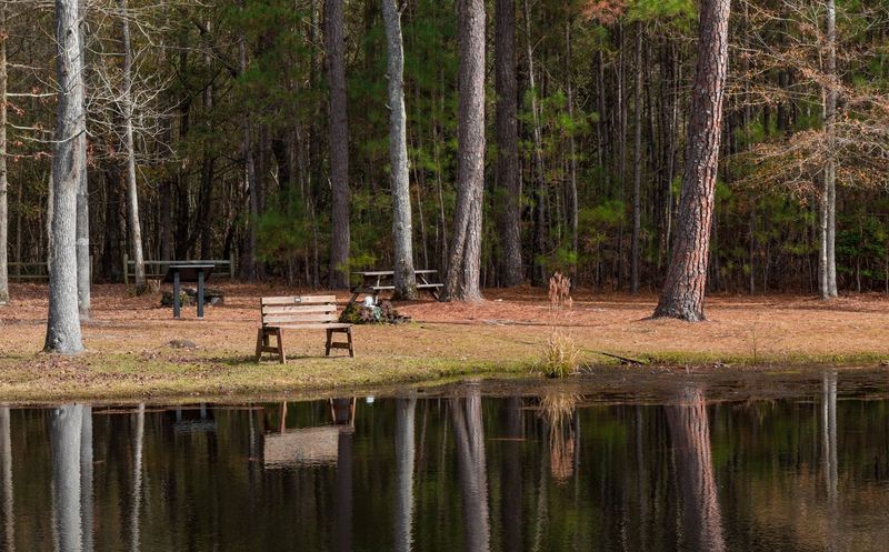 Lee State Park's Wild Horses, Bishopville