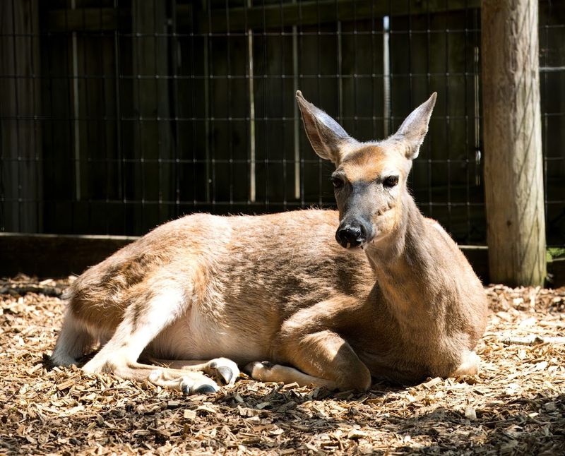 Saginaw Children’s Zoo, Saginaw