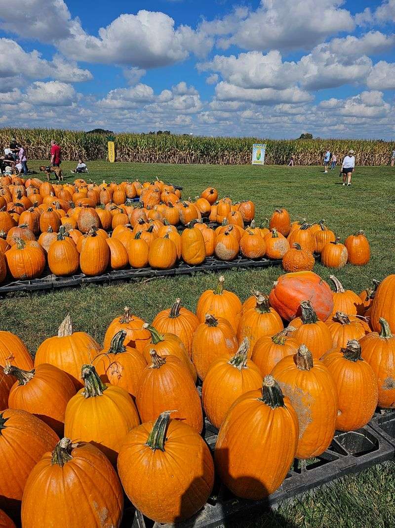 Lehner's Pumpkin Farm, Radnor