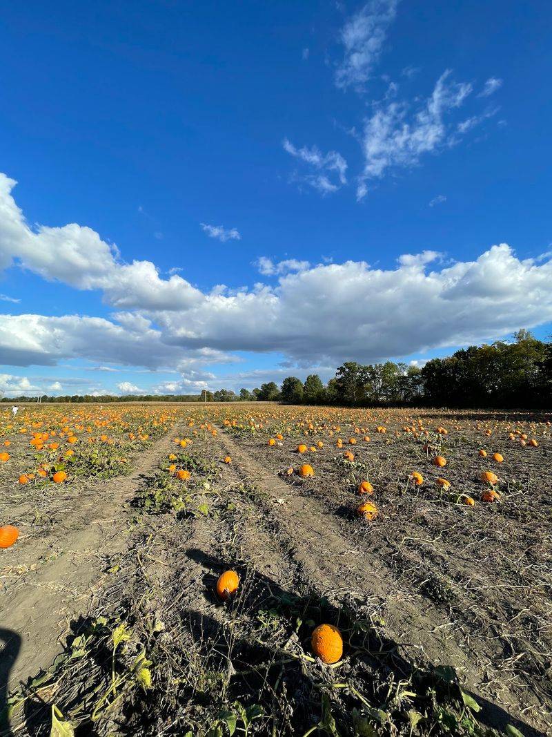 Lehner's Pumpkin Farm, Radnor