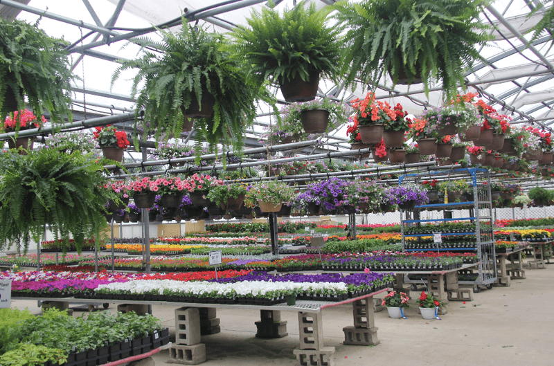 Leider Greenhouses And Garden Center, Buffalo Grove Leider Greenhouses And Garden Center, Buffalo Grove