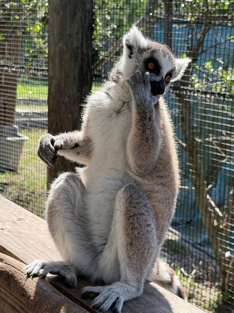 Lemur Feeding Is A Must-Add Experience That Visitors Rave About Lemur Feeding Is A Must-Add Experience That Visitors Rave About