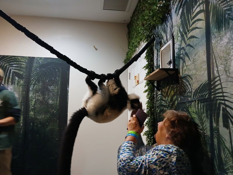 Lemurs Bring The Playful Energy Lemurs Bring The Playful Energy
