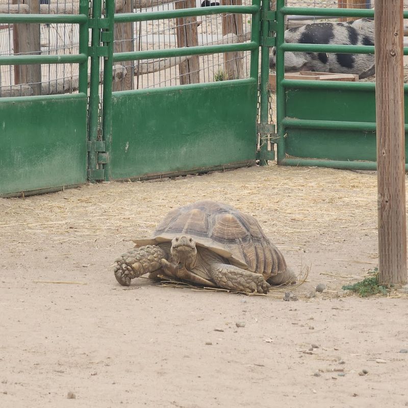 Tortoises Teaching You The Art Of Slowing Down