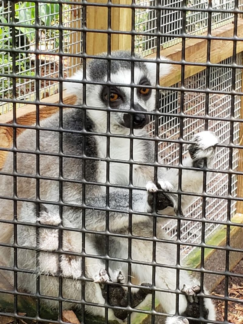 Lemurs, Parrots, and Parakeets Make the Walking Path Even More Colorful