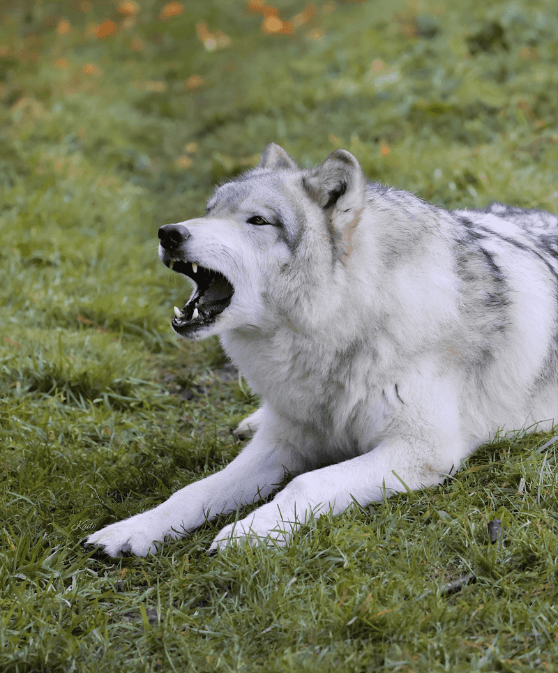 Lemurs, Wolves, And A Cast Of Characters