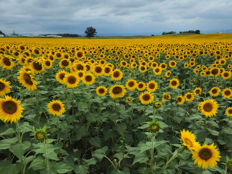 Lesher Poultry Farm Sunflower Field, Chambersburg