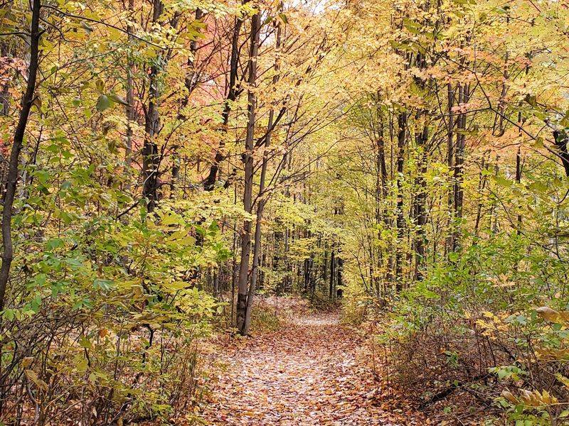 Walk The Trail To Understand The Setting