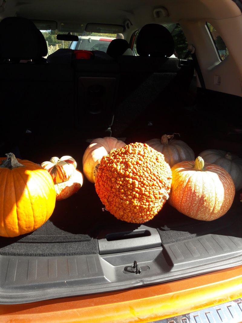 Let The Penrose Harvest Decide What Comes Home