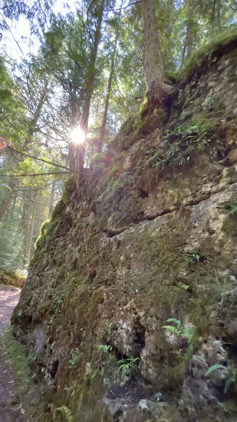 Step Lightly Through The Moss Rooms