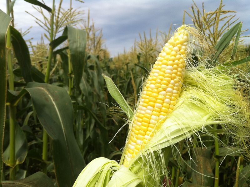 Grab some Olathe sweet corn while it's in season