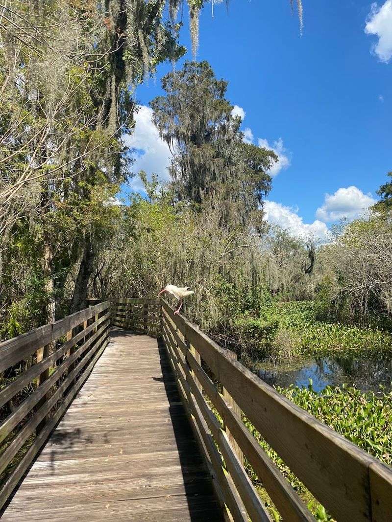 Lettuce Lake Park, Tampa, FL Lettuce Lake Park, Tampa, FL
