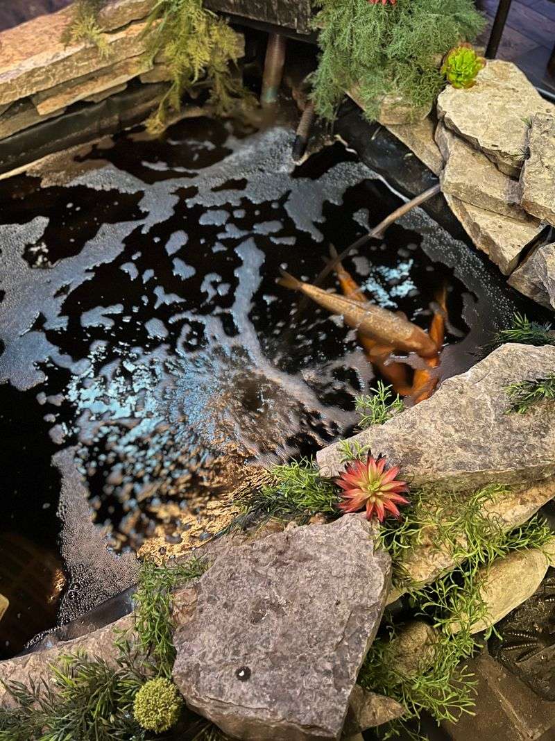 Sit Near The Koi Pond If You Like Calm