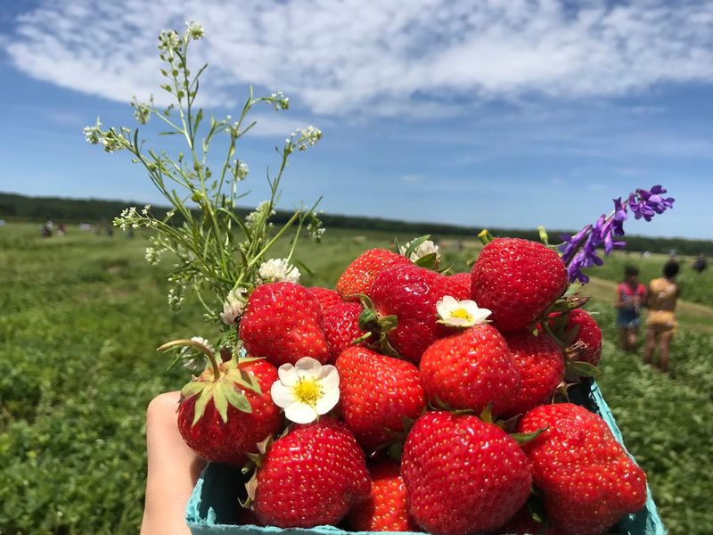 Lewin Farms