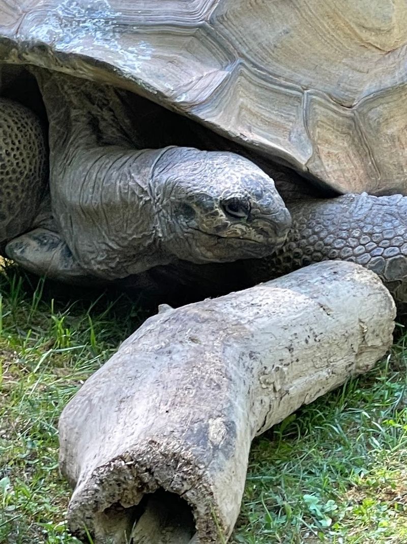 Binder Park Zoo Wild Africa Giraffe Feeding Tip, Battle Creek