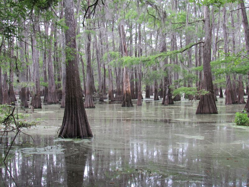 Liberty County Wild Woods