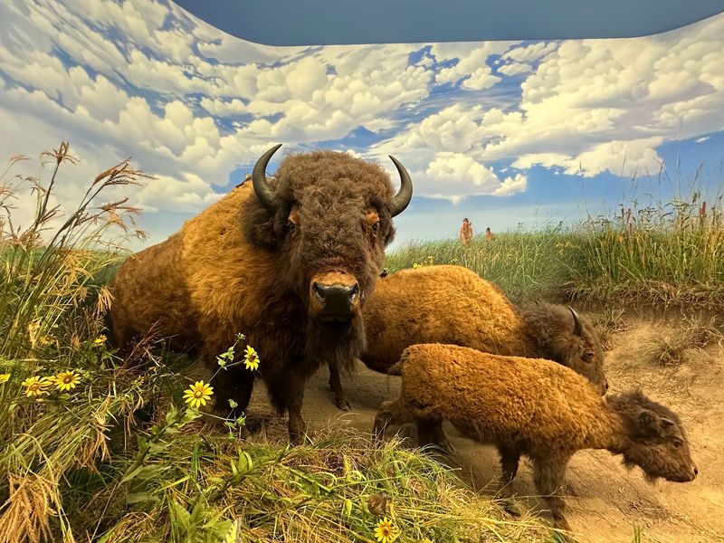 Life-Size Animal Displays That Steal The Show