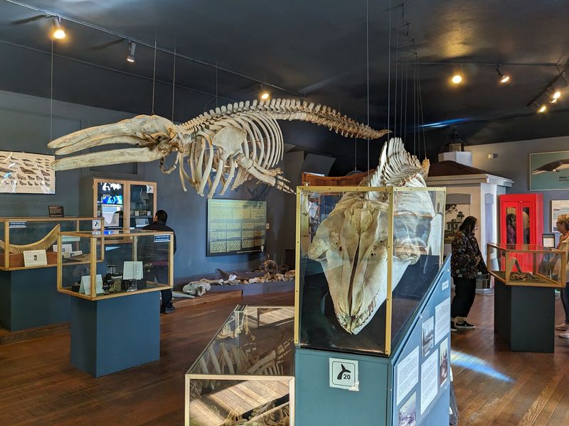 Life-Sized Whale Models And Skeletons