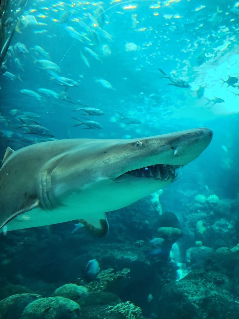 Lighting Creates Underwater Atmosphere