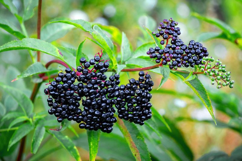 Elderberries: Beautiful but Bitter