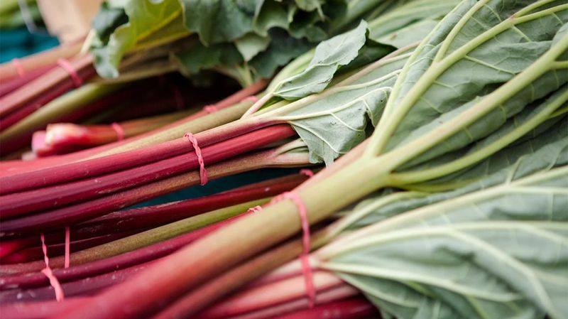 Rhubarb Leaves: The Toxic Toppers