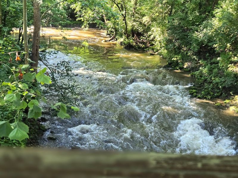 Wildlife Watching While You Eat
