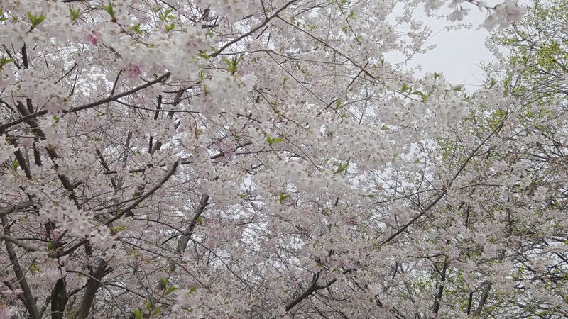 Jackson Park Cherry Blossoms, Chicago