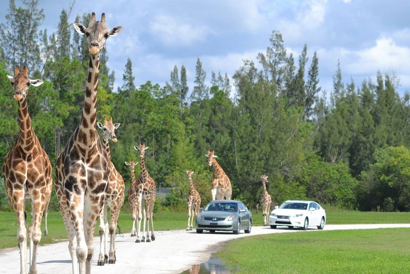 Lion Country Safari KOA, Loxahatchee