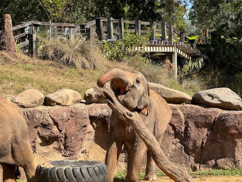 Busch Gardens Tampa Bay, Tampa