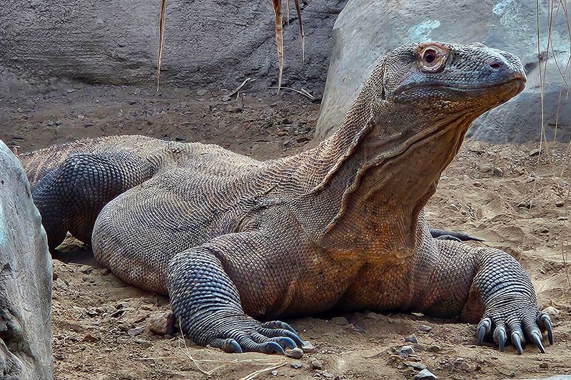Reptiles and Komodo Dragons: The Prehistoric Wing