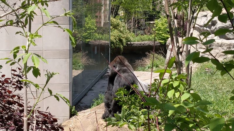 Lions, Gorillas, And Polar Bears 
