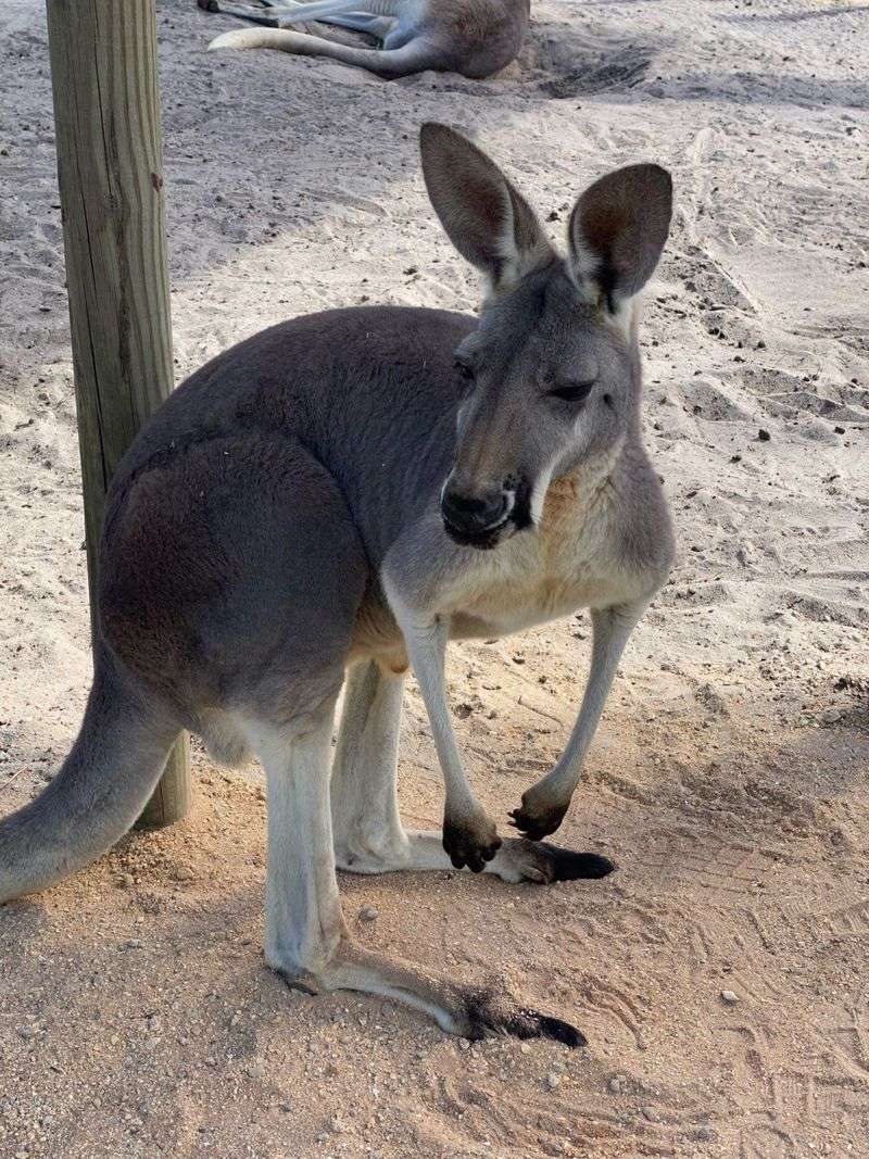 Kangaroo Encounters And Easygoing Hops