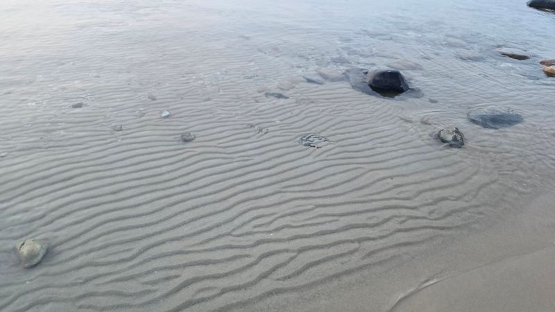 A Sensory Oddity In The Sand