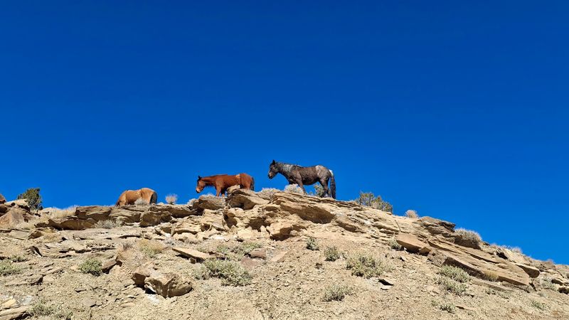 Little Book Cliffs Wild Horse Range Near Grand Junction And De Beque