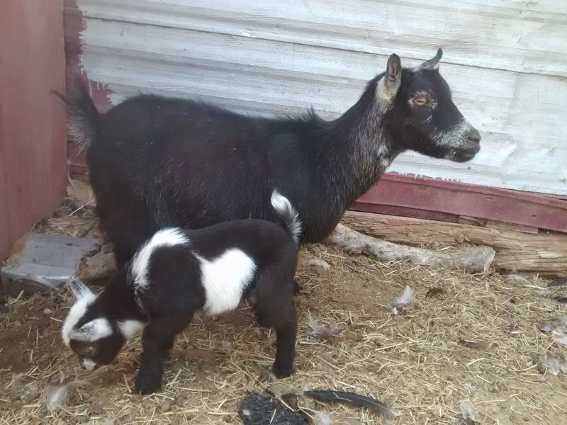 Little Goats With Big Personalities Steal The Show