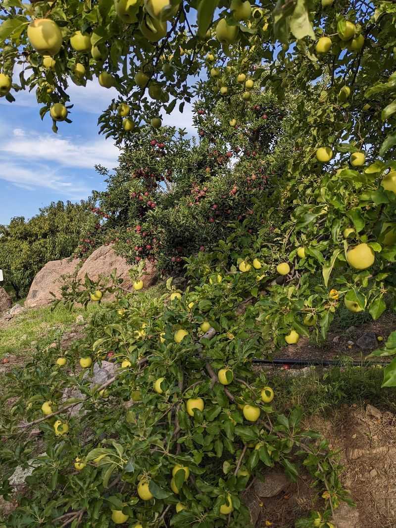 Little Pickers Love A Good Orchard Adventure