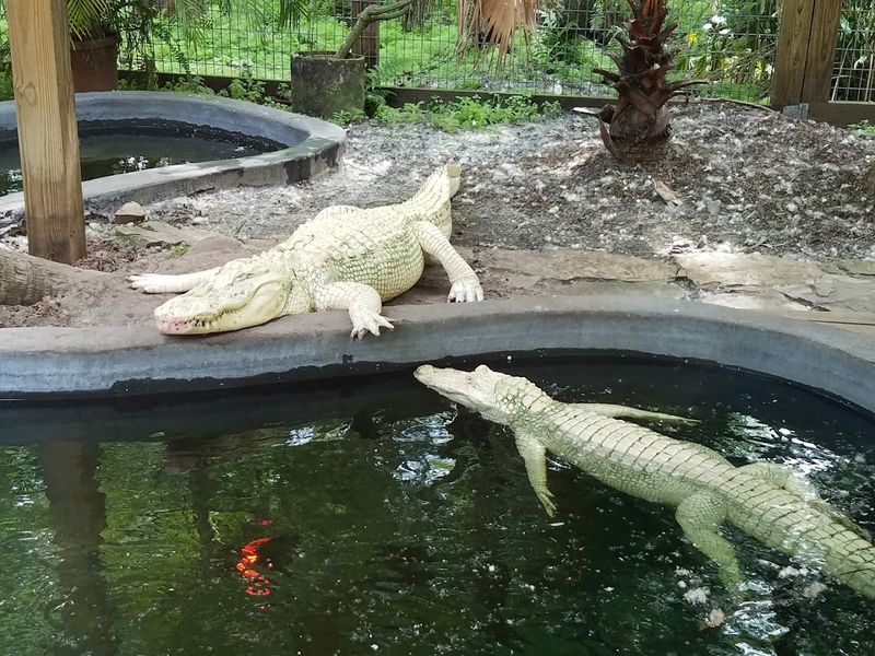 Live Animal Shows Run Throughout The Day And Cover Multiple Species