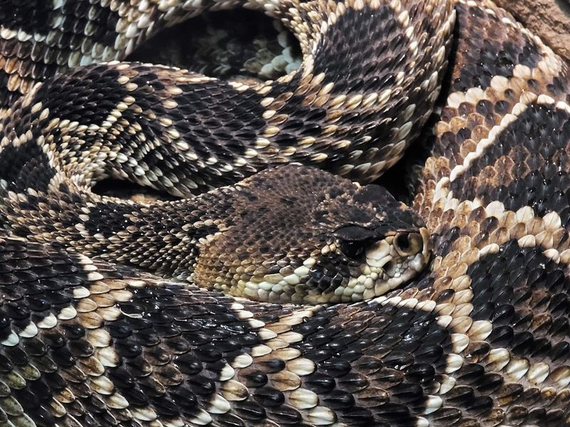 Venomous Snake Exhibits Add A Thrilling Edge