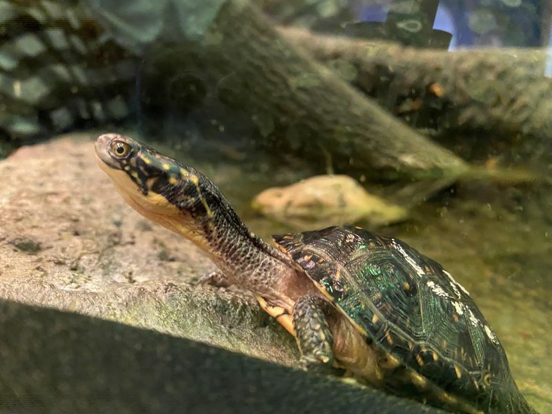 Live Animals, From Bold Turtles to Silent Owls
