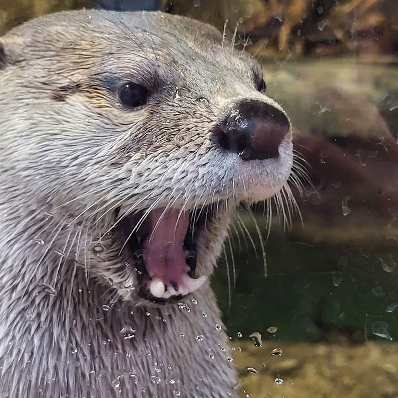 Live Animals That Make The Place Feel Alive