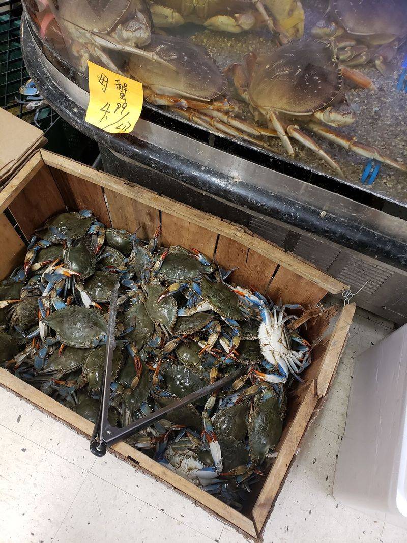 Live Crabs, Geoduck, And A Seafood Counter Worth Gawking At Live Crabs, Geoduck, And A Seafood Counter Worth Gawking At