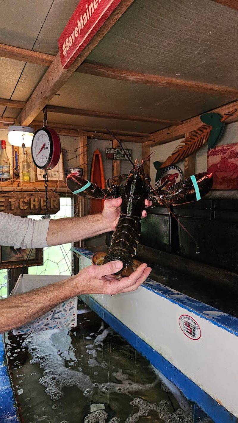 Live Lobsters That Are Absolutely The Real Deal