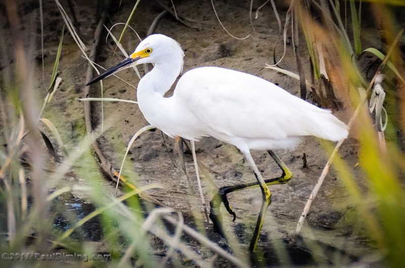 Wildlife That Will Make You Stop And Stare