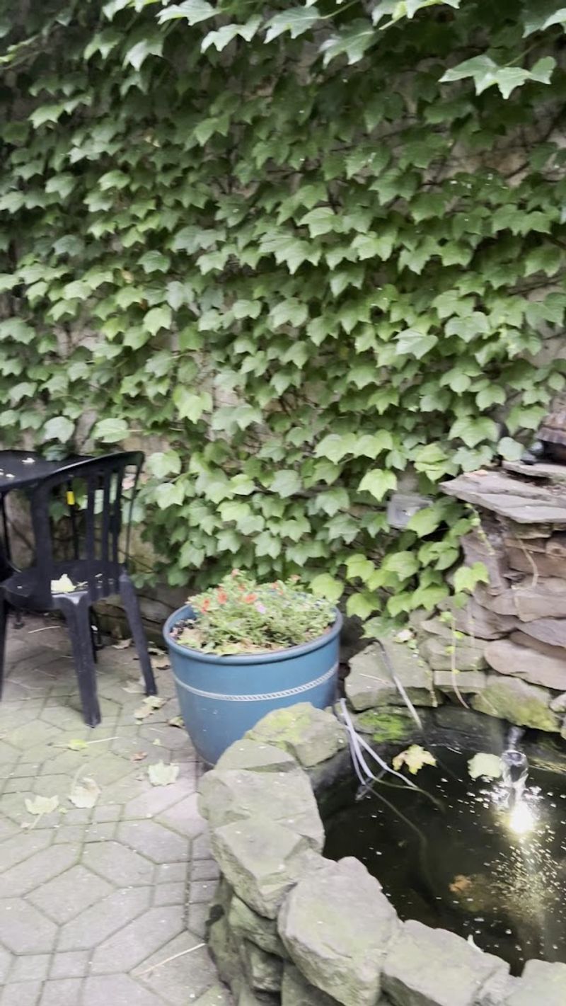 The Outdoor Patio and Koi Pond Are Worth the Visit Alone