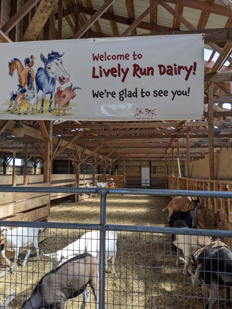 Lively Run Dairy