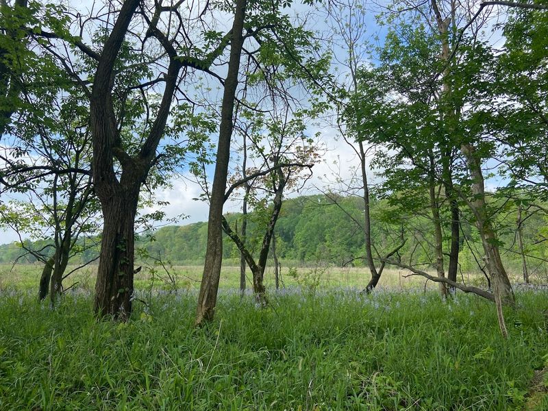 Liverpool Meadows Nature Preserve, Valley City Liverpool Meadows Nature Preserve, Valley City