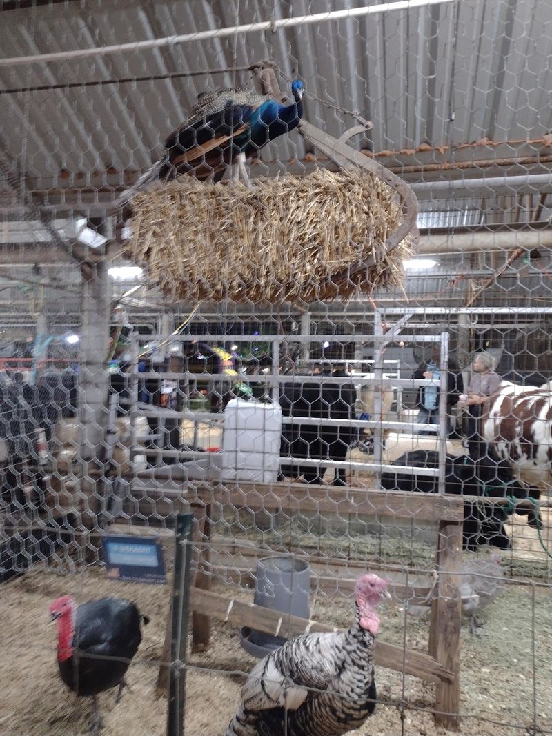 Livestock Barns Keep Classic Fair Traditions Alive