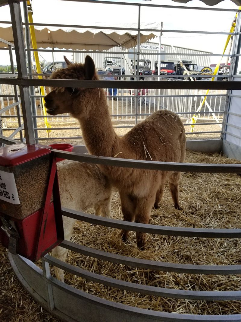 Livestock Barns Keep County Traditions Alive